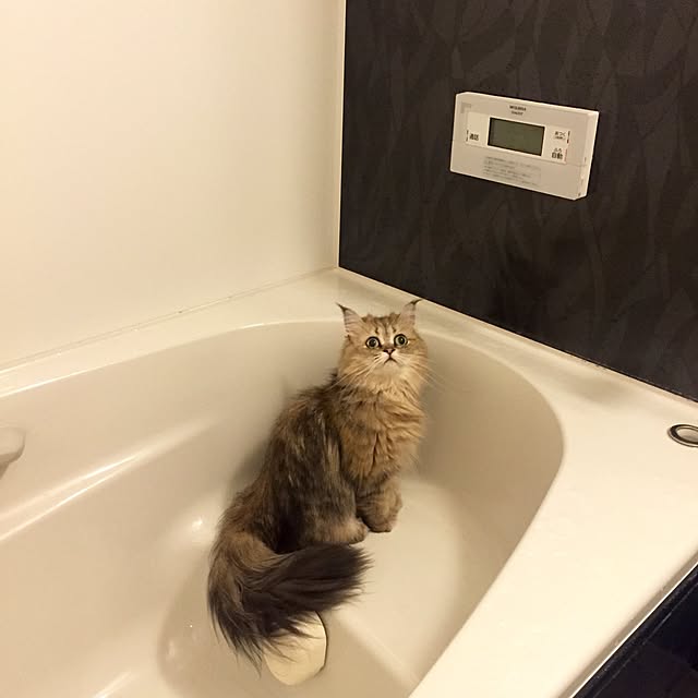 butachanさんの実例写真