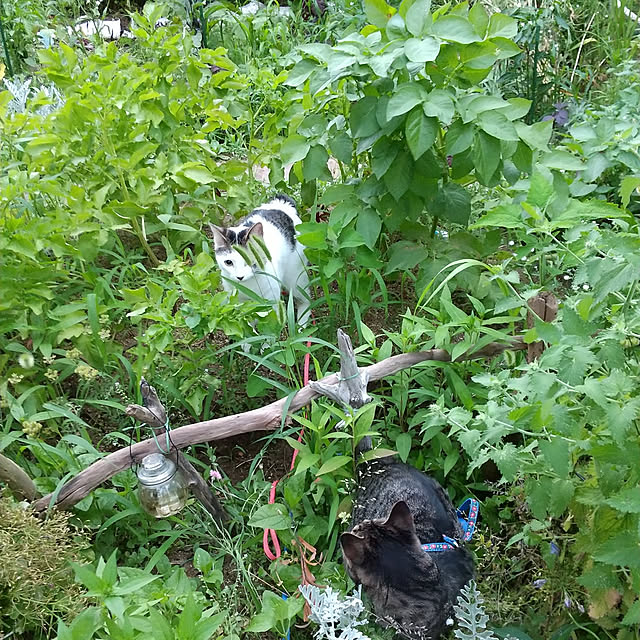 Mikaさんの実例写真