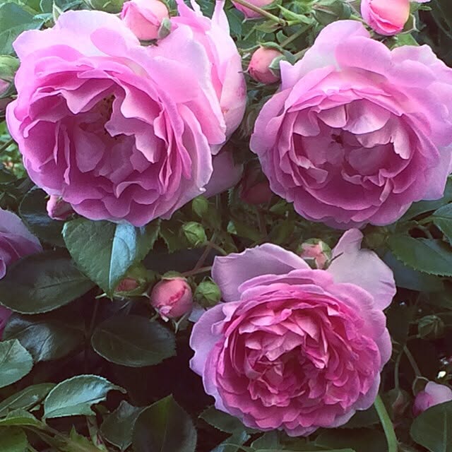 pink.heart.countryさんの部屋