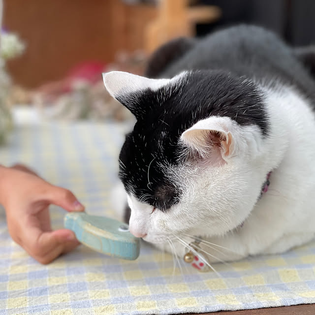 nekosamaさんの部屋