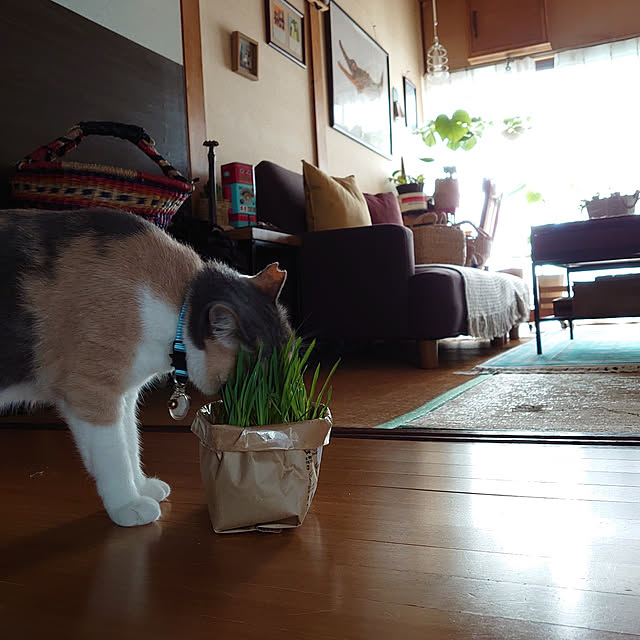 fukuさんの実例写真