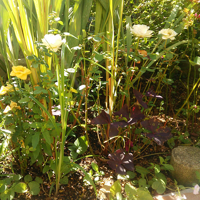 Tomopさんの実例写真