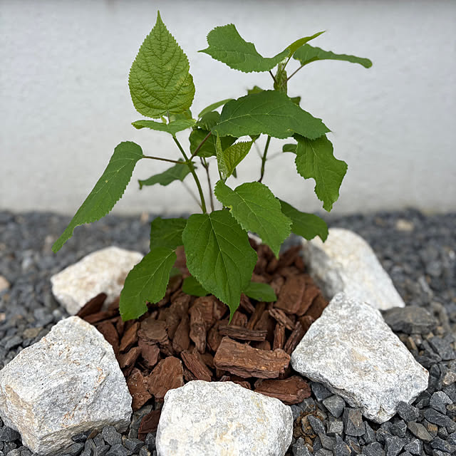 Haruさんの実例写真