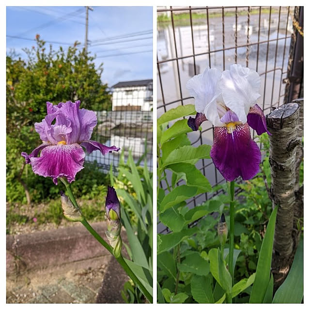 玄関/入り口/ジャーマンアイリス♡/庭の花/季節の花/花壇のある暮らし...などのインテリア実例 - 2022-05-05 16:24:00