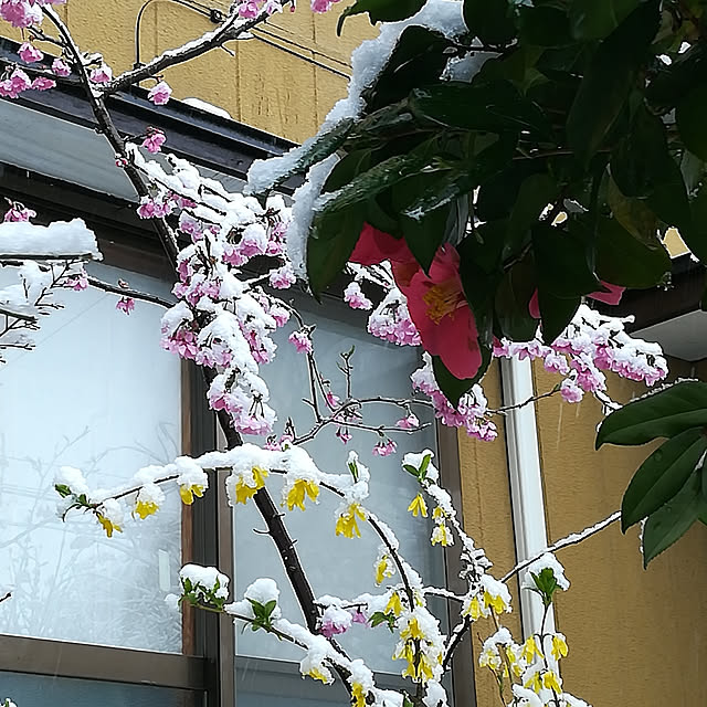 amanojakuさんの実例写真