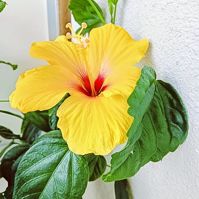 hanachanさんの実例写真