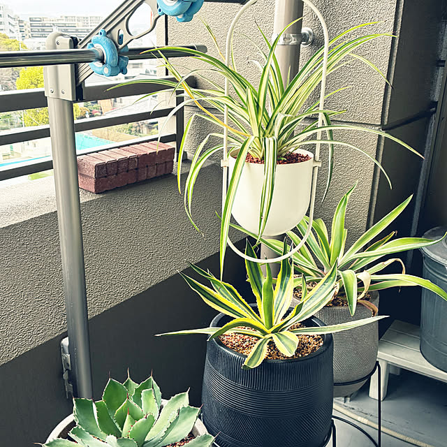 koshiregutyoさんの部屋