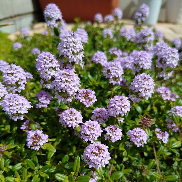 coconathuさんの部屋