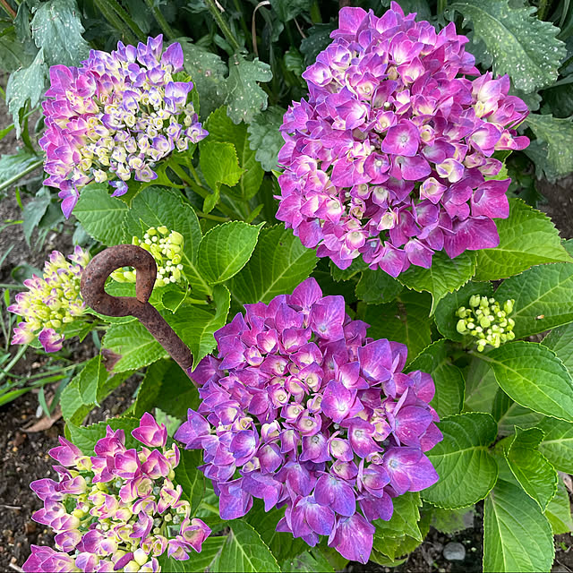 いいね✩.*˚/Happyな気分(*ˊ˘ˋ*)｡♪:*°/癒しの空間❁*.ﾟ/花のある暮らし/咲いてきた♡...などのインテリア実例 - 2022-06-29 19:42:13