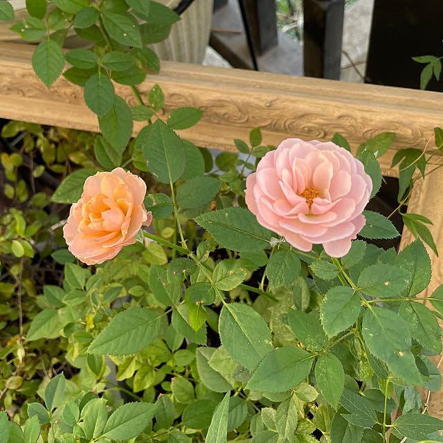 shiropenguinさんの部屋