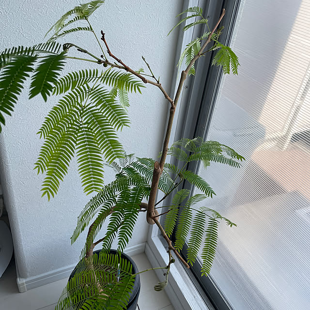 nocoさんの部屋