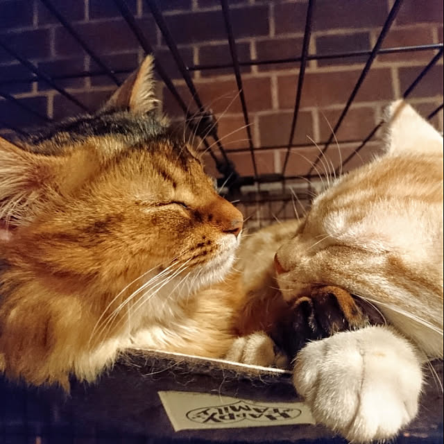 malmさんの実例写真