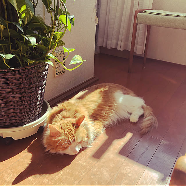 uchidaizuさんの実例写真