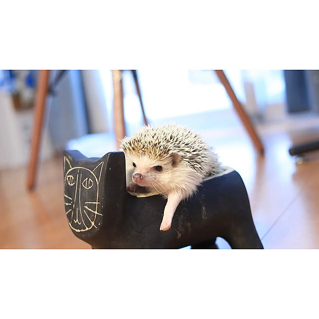 Chikakoさんの実例写真