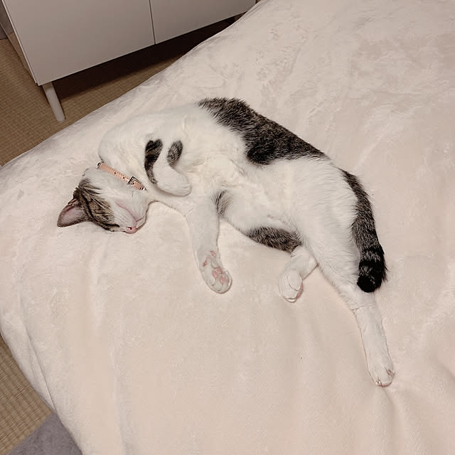 Shihoさんの実例写真