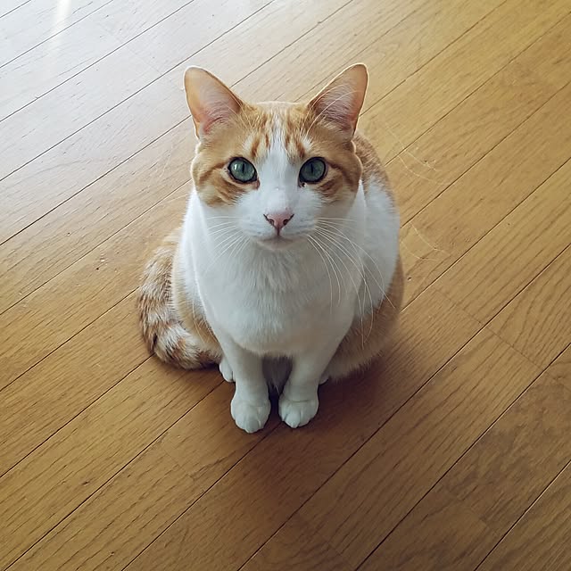 Kinanさんの実例写真