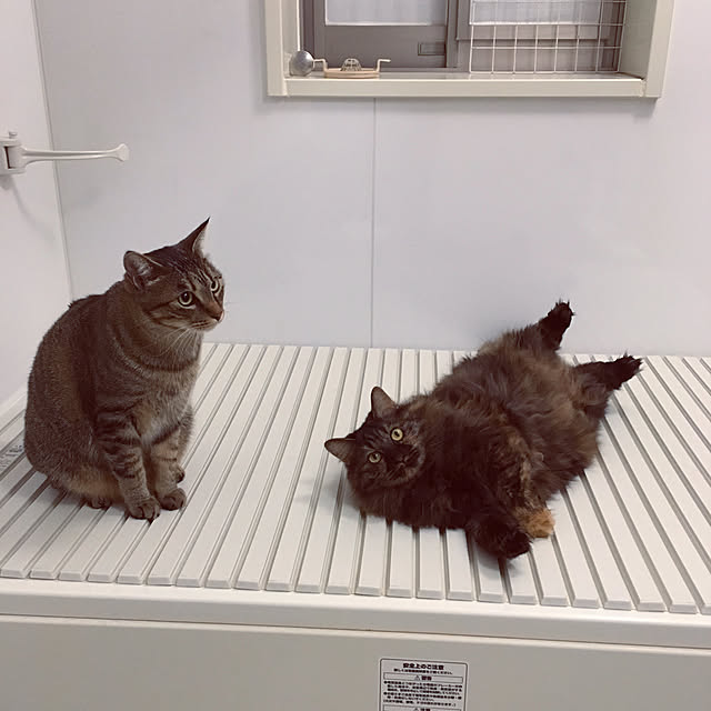 mikomaruさんの実例写真