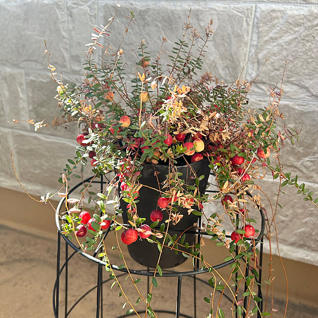 adamoさんの部屋