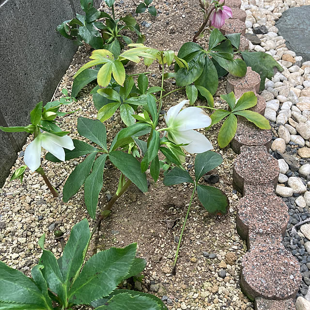 mamaさんの実例写真