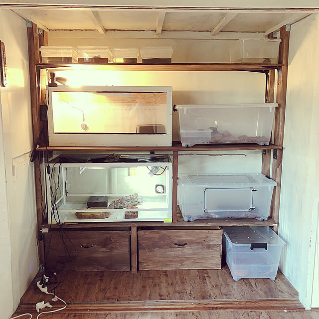 りんご箱収納/爬虫類のいる暮らし/畳からフローリング/DIY/一人暮らし...などのインテリア実例 - 2021-05-22 23:43:14