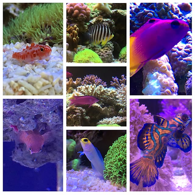 aquarium_seaさんの実例写真