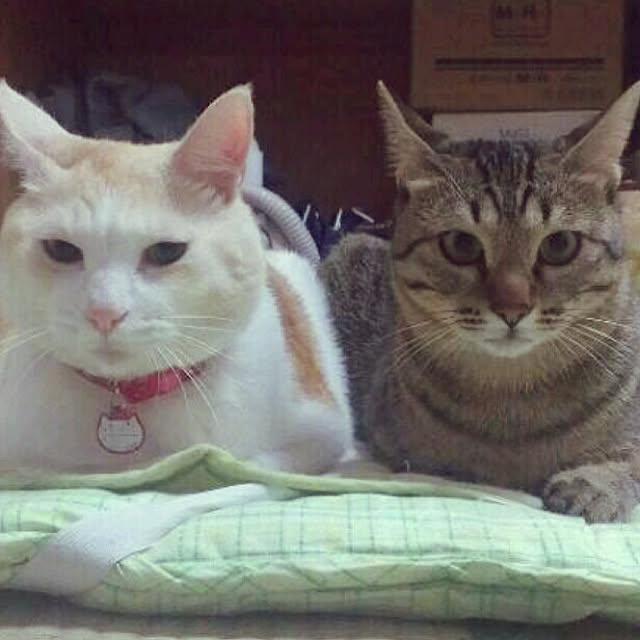 jaja.mamepukuさんの実例写真