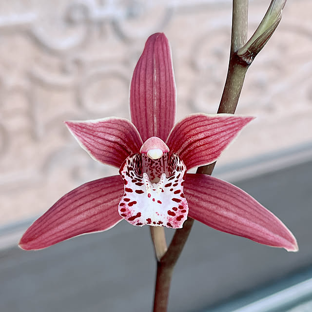 eshinobumさんの部屋