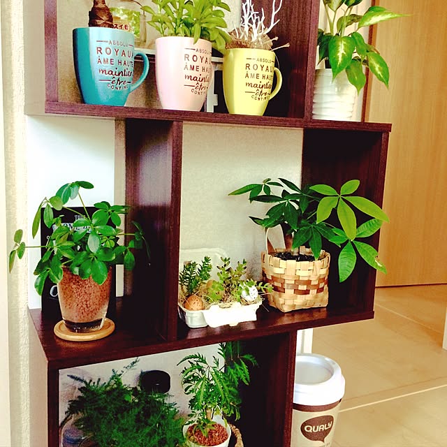 部屋全体/島忠ホームズ/観葉植物のある生活/観葉植物/ウォールシェルフ...などのインテリア実例 - 2017-06-16 13:54:19
