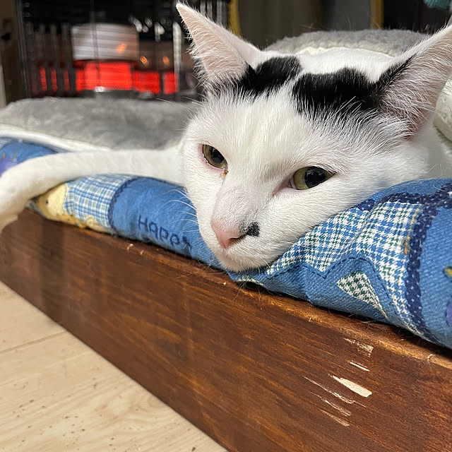 coolcats0528さんの部屋