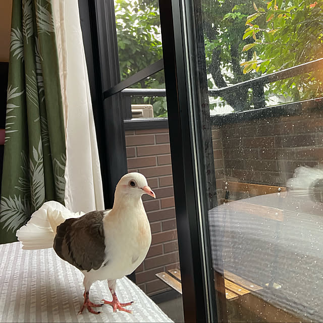 Marukoさんの実例写真