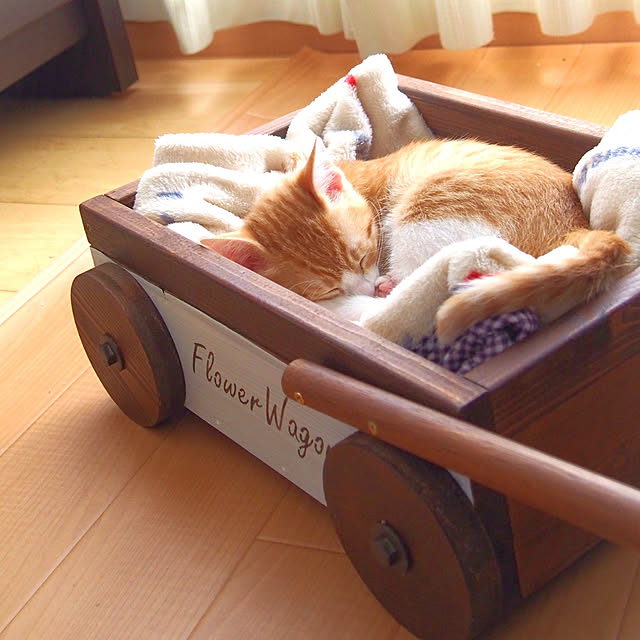 Toiroさんの実例写真