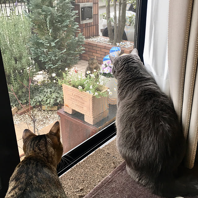 chikaさんの実例写真
