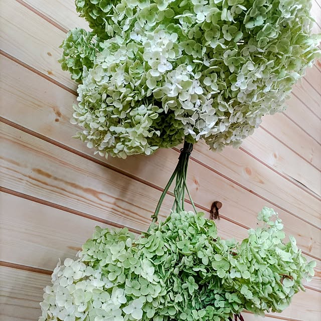salacocoさんの部屋