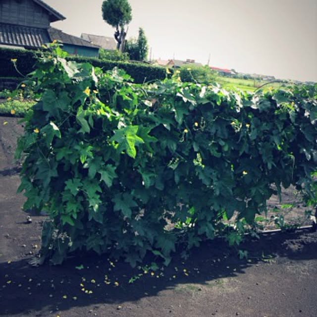 MMさんの実例写真