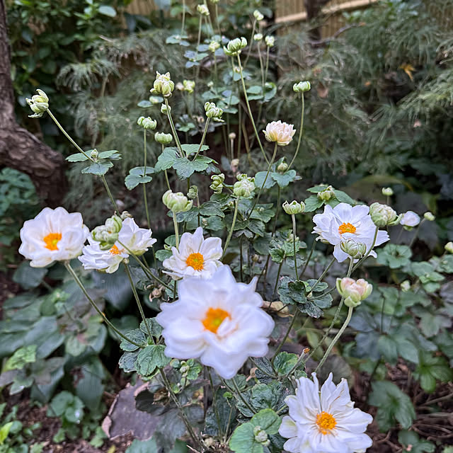 mamizaさんの実例写真