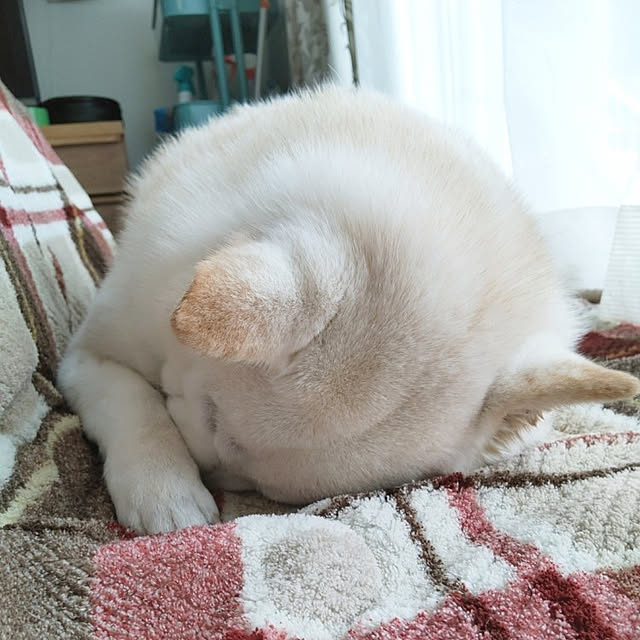 yukinkoさんの実例写真
