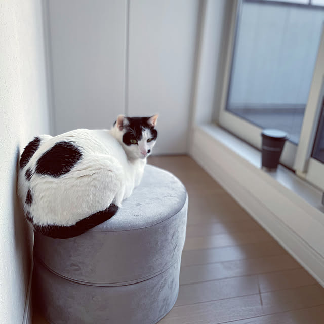 ochobiさんの実例写真