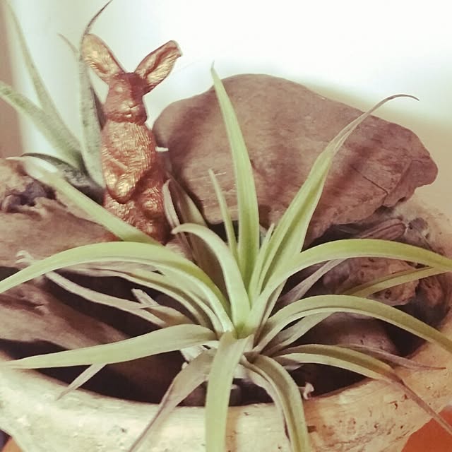 棚/観葉植物のインテリア実例 - 2015-09-19 12:55:51