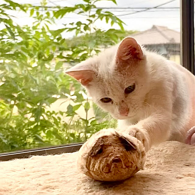 butachanさんの実例写真