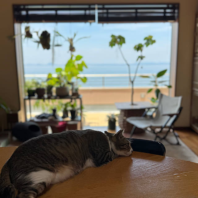 noraさんの部屋
