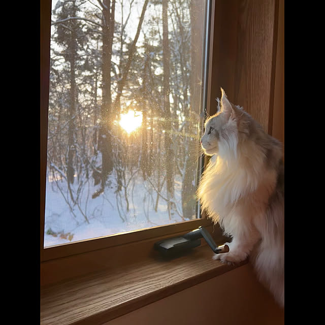 Kikko.さんの実例写真