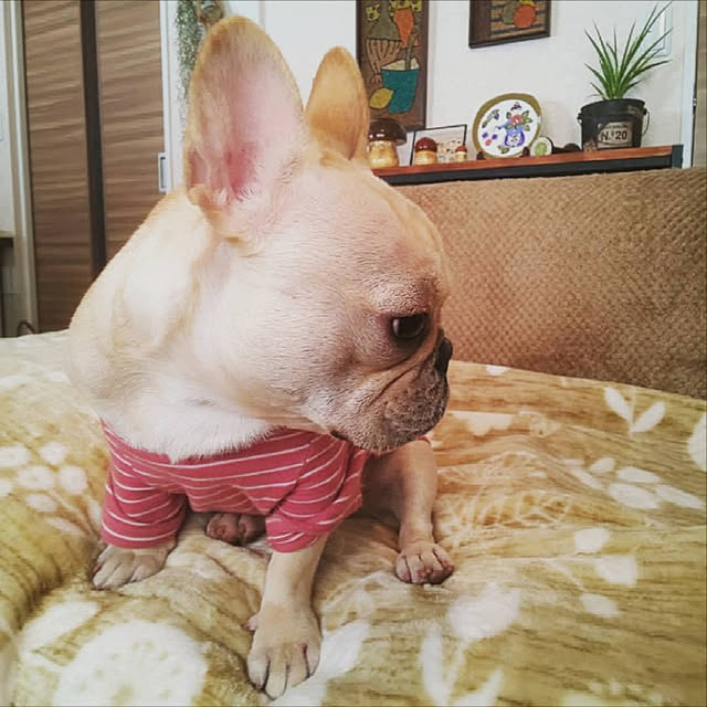 miki_kuma_koさんの実例写真