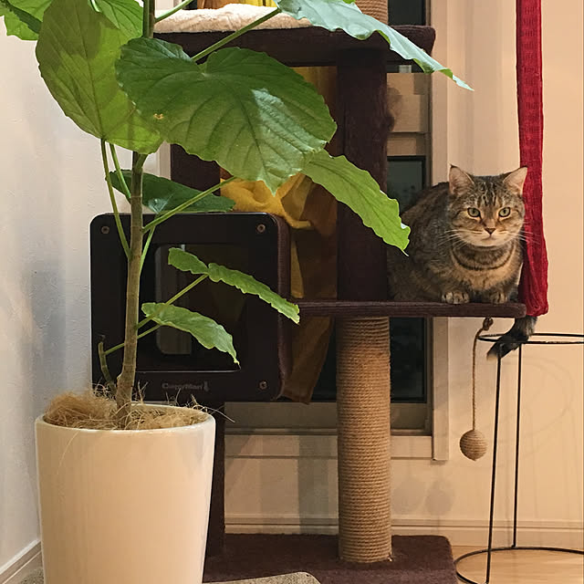 maro.kさんの実例写真