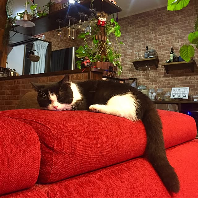 butachanさんの実例写真
