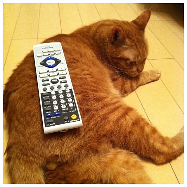 cyokotaroさんの実例写真