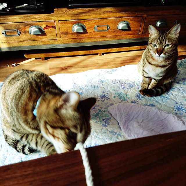 poniさんの実例写真