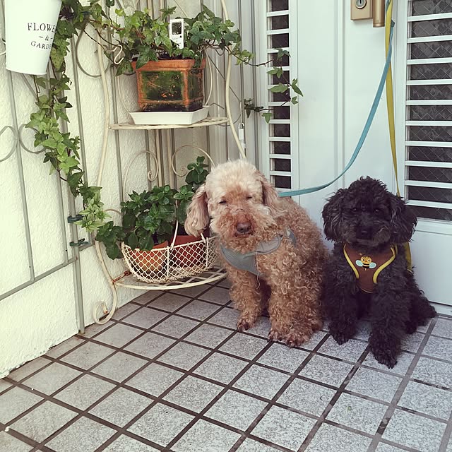 greenroseさんの実例写真