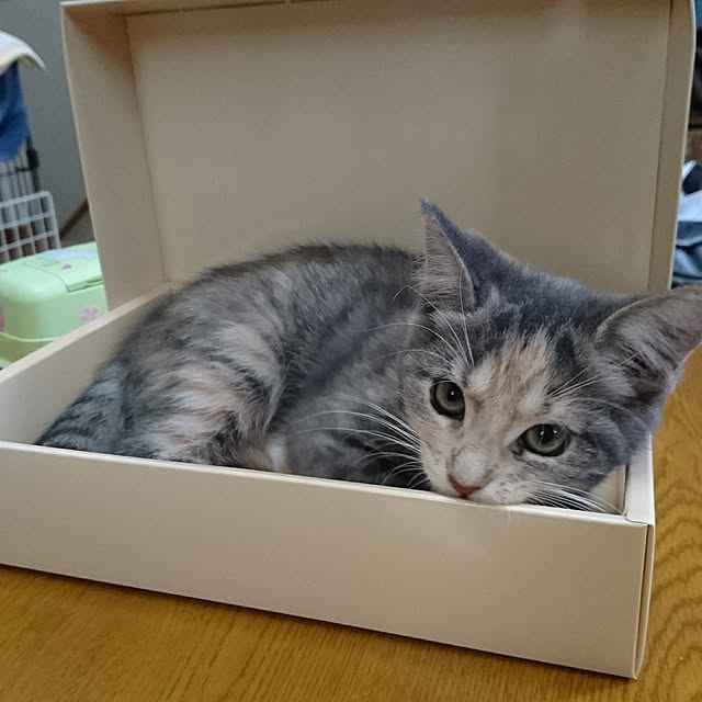 shinobuさんの実例写真