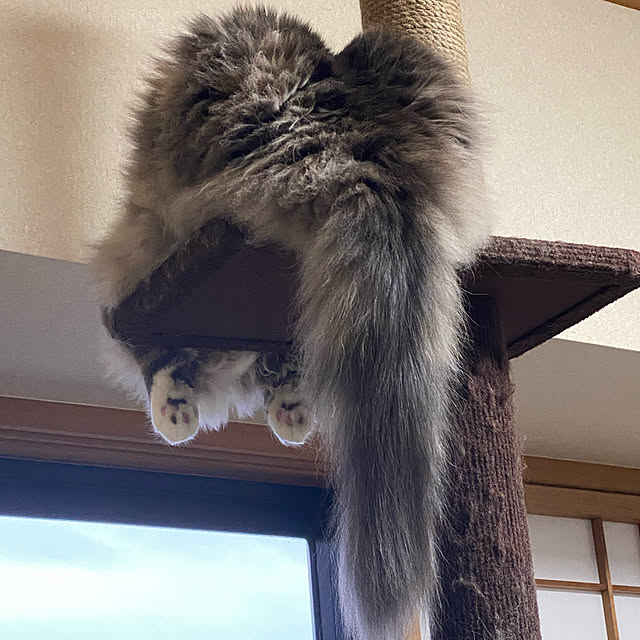 nyankoさんの実例写真