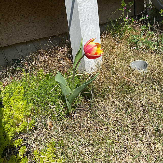 kasさんの実例写真